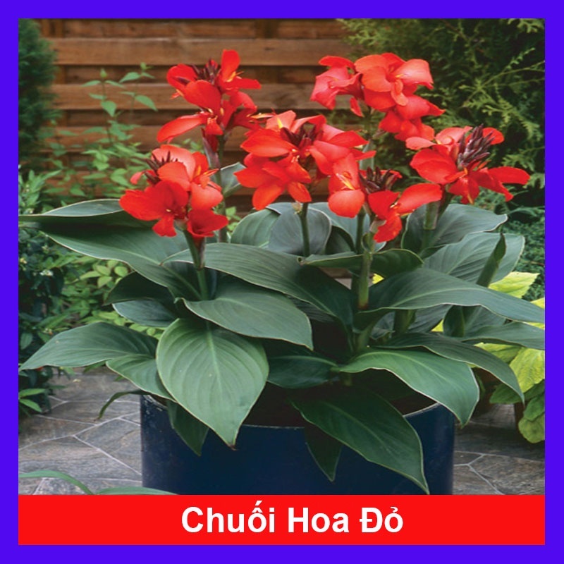 Cây Chuối Hoa Huệ Đỏ Thái (màu Đỏ Hoa Hồng Nhung) - cây cảnh sân vườn