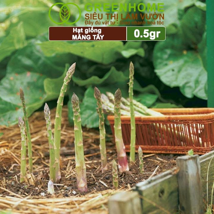 Ảnh Hạt Giống Măng Tây Xanh Greenhome, Gói 0.5g~50 hạt, Dễ Trồng, Nảy Mầm Cao, Thu Hoạch, Năng Suất T19 4