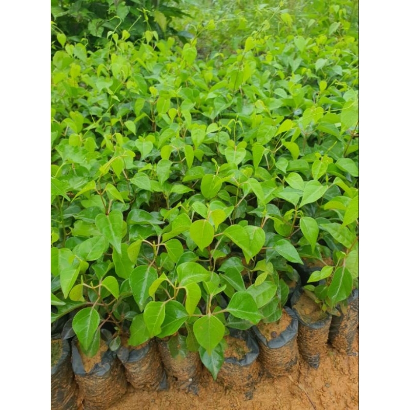 Cây lá giang | Shopee Việt Nam