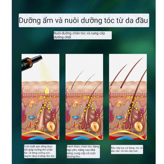 Combo Dầu Gội và Tinh Chất Kích Thích Giúp Mọc Tóc Đồng Nhân Đường, Tinh Chất Xịt Sâm Gừng Giảm Rụng Tóc, Cải Thiện Tóc