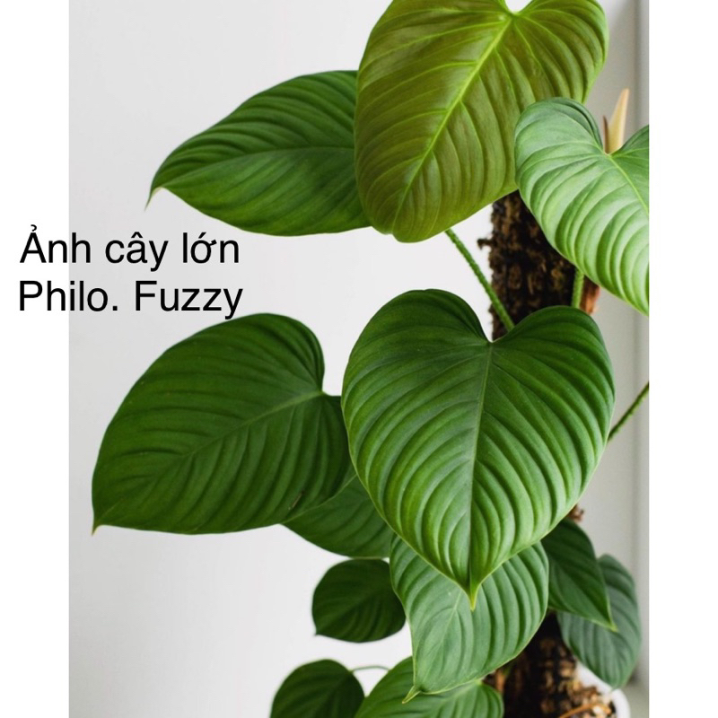 birkin philodendron white leaves Explore Our Philodendron Birkin