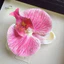 Kẹp cài tóc hoa Lan hồ điệp ( sẵn hàng)