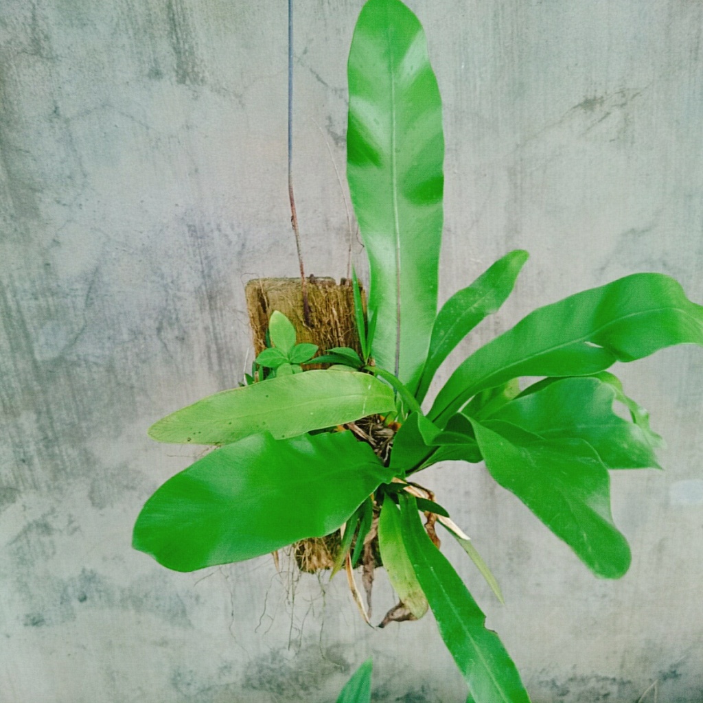 Cây Tổ Phụng (Ghép Gỗ) - cây cảnh đẹp chậu treo trang trí nhà cửa tạo cảnh quan xanh