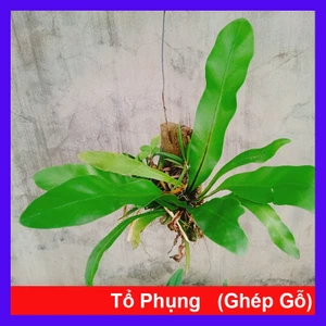 Cây Tổ Phụng (Ghép Gỗ) - cây cảnh đẹp chậu treo trang trí nhà cửa tạo cảnh quan xanh
