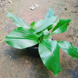 Cây Địa Liền - cây dược liệu nhiều công dụng tốt cho sức khỏe