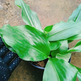 Cây Địa Liền - cây dược liệu nhiều công dụng tốt cho sức khỏe