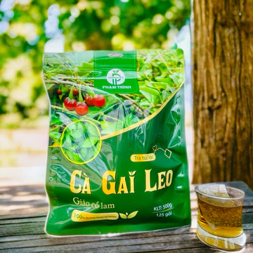 500gam Trà Cà Gai Leo - Giảo Cổ Lam - thơm ngon - mua 2 gói có quà tặng