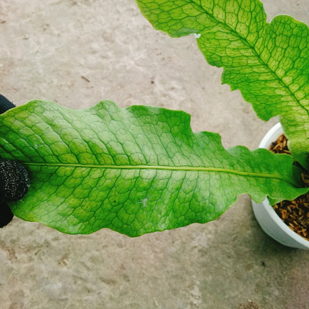 Cây Dương Xỉ Cá Sấu - Crocodyllus Fern - cây cảnh lá đẹp trang trí nhà cửa làm decor