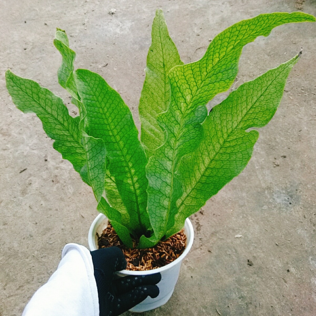 Cây Dương Xỉ Cá Sấu - Crocodyllus Fern - cây cảnh lá đẹp trang trí nhà cửa làm decor
