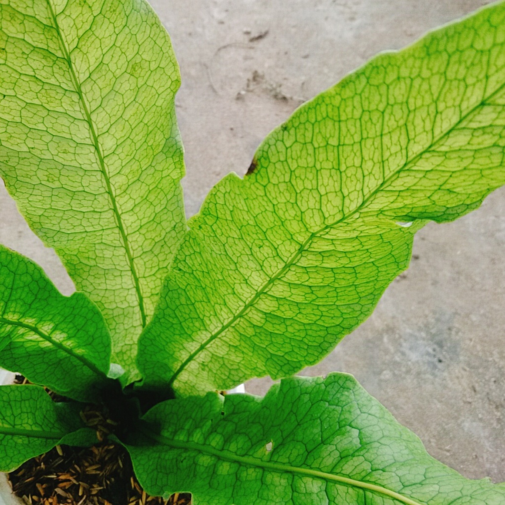 Cây Dương Xỉ Cá Sấu - Crocodyllus Fern - cây cảnh lá đẹp trang trí nhà cửa làm decor