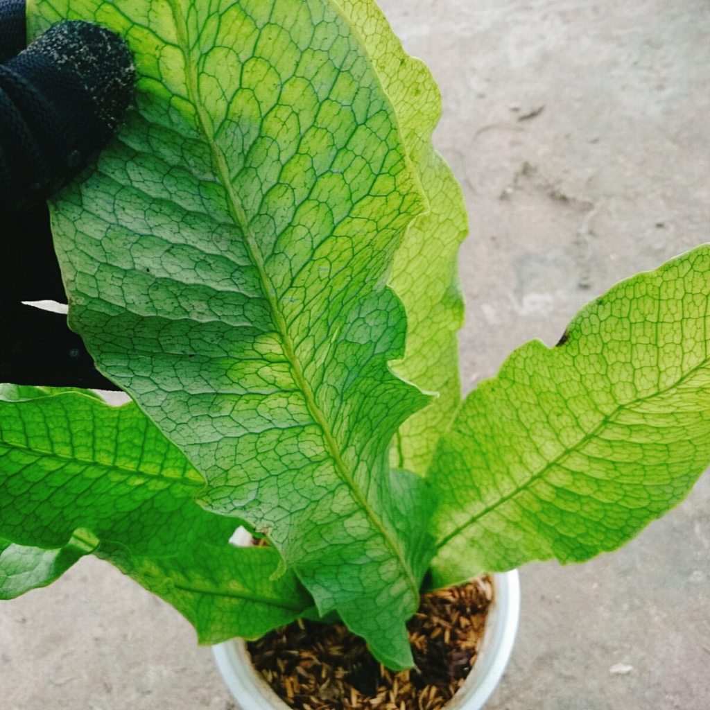 Cây Dương Xỉ Cá Sấu - Crocodyllus Fern - cây cảnh lá đẹp trang trí nhà cửa làm decor