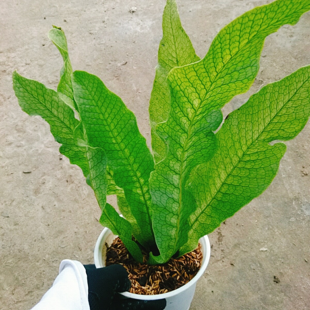 Cây Dương Xỉ Cá Sấu - Crocodyllus Fern - cây cảnh lá đẹp trang trí nhà cửa làm decor