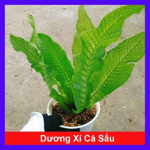 Cây Dương Xỉ Cá Sấu - Crocodyllus Fern - cây cảnh lá đẹp trang trí nhà cửa làm decor