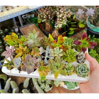 [SALE] Thanh lý combo 21 Sen đá lọ lem bề ngoài xấu xí nhưng bên trong mạnh mẽ  số lượng có hạn