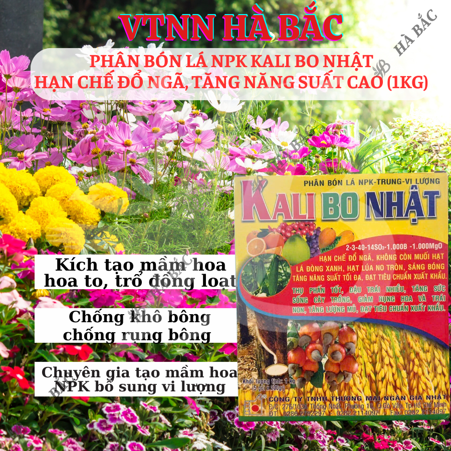 Phân Bón Lá NPK Kali Bo Nhật (hộp 1KG), hạn chế đỗ ngã, sáng bóng trái, tăng năng suất tối đa