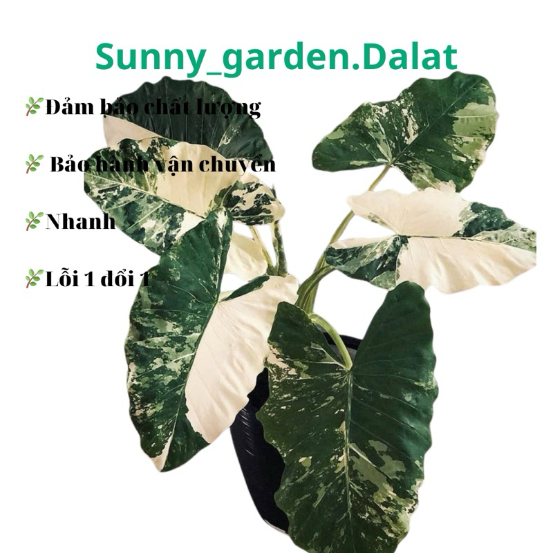 Chậu Ráy var trắng - alocasia macrorrhiza variegata | Shopee Việt Nam