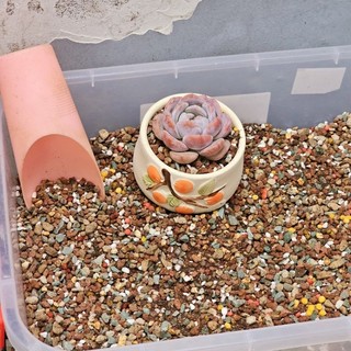 Giá thể/Đất trồng sen đá loại xịn siêu thoát nước thoáng mát MẦM NẮNG GARDEN lỗi 1 đền 1
