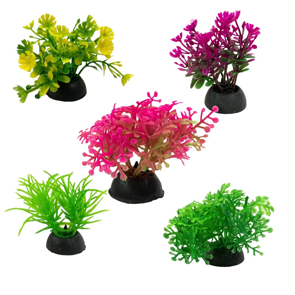 Combo 2 cây Rong nhí Trang Trí Hồ Cá Cao 4cm - Rêu Trang Trí Bể Cá Thuỷ ...