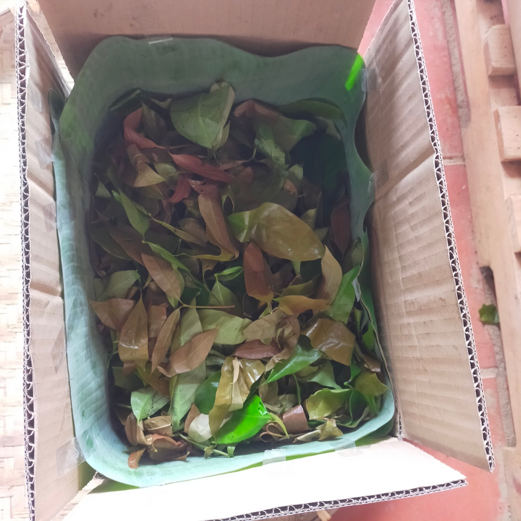 Combo 5kg - RAU NHÍP RỪNG ĐẶC SẢN LÂM ĐỒNG