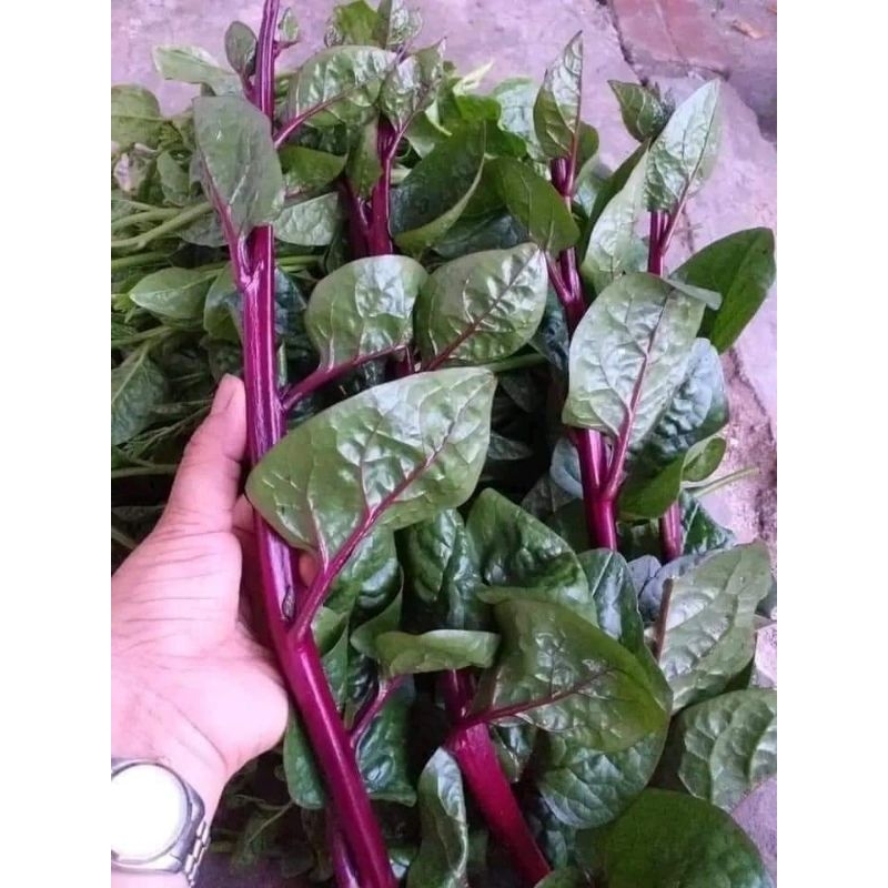 Hạt giống rau mồng tơi tím thái lan | Shopee Việt Nam
