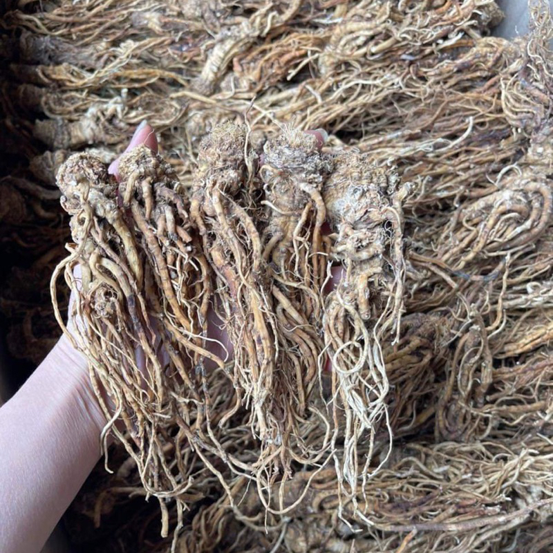 Đương Quy Củ Khô, Nguyên Củ Vàng To Hàng Loại 1