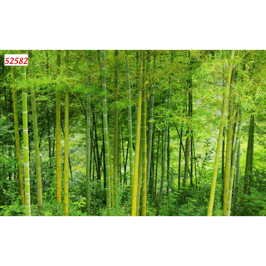 Tranh dán tường 3d vải lụa phong cảnh rừng tre xanh mát