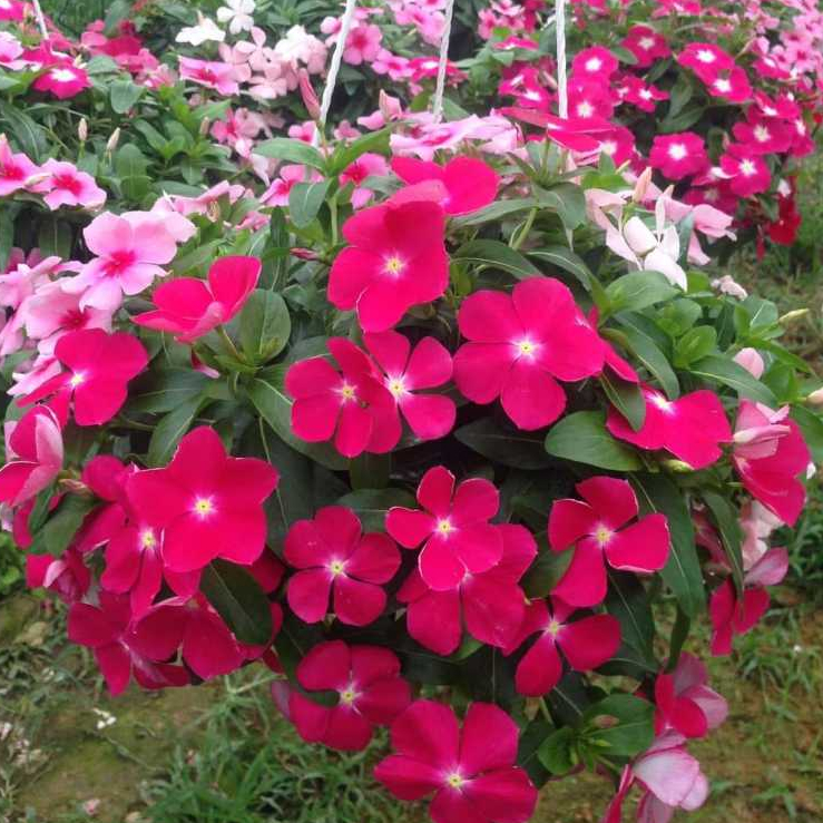 Hạt giống hoa dừa cạn rủ - VIN100 (Mix màu)