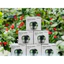 Say tỏi mini 85k