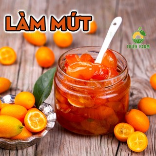 Cây Tắc Ngọt sẵn trái THIỆN FARM 60cm, giòn ngọt cả vỏ, dùng ăn tươi, sấy dẻo, trồng chậu, thùng xốp