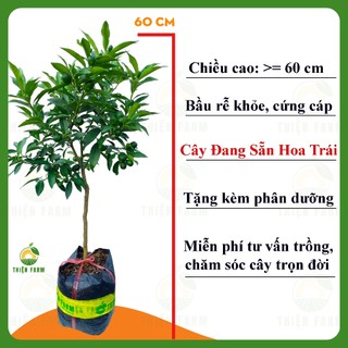 Cây Tắc Ngọt sẵn trái THIỆN FARM 60cm, giòn ngọt cả vỏ, dùng ăn tươi, sấy dẻo, trồng chậu, thùng xốp