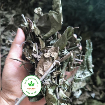 Xạ đen khô giúp giải độc gan, hạ men gan, ngừa tiểu đường, trợ tiêu hóa, ổn định huyết áp