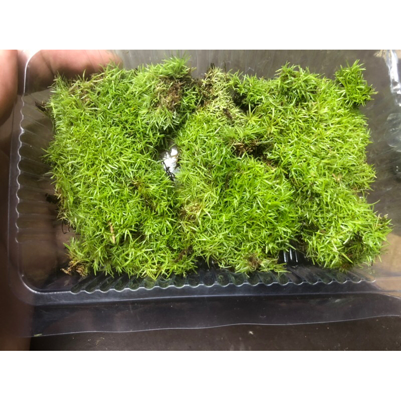Rêu cỏ ,Octo moss trang trí làm nền bể bán cạn, terrarium,vivarium