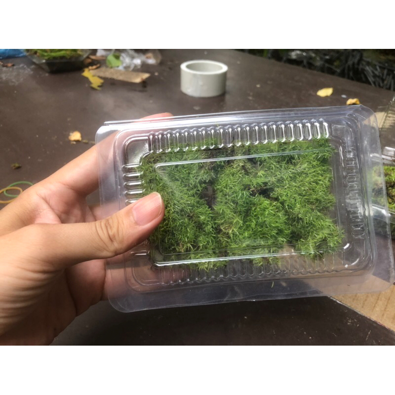 Rêu cỏ ,Octo moss trang trí làm nền bể bán cạn, terrarium,vivarium