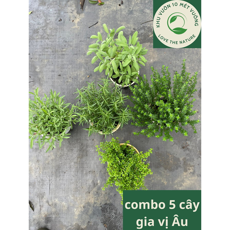 Cây Gia Vị Âu: Hàm hương, hương thảo, xạ hương, oải hương, kinh giới cay -cây hương thơm ngát