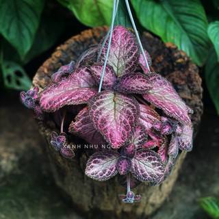Chậu treo mini Gấm Ấm Kiếm - Epistica - Trang trí, làm tiểu cảnh, terrarium, bán cạn - |Vườn Như Ngọc| - Đã bật hoả tốc