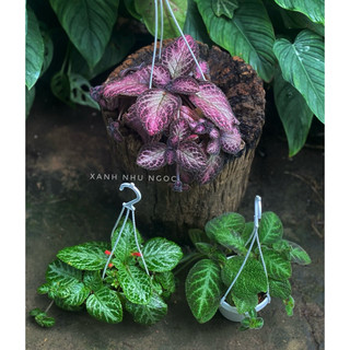 Chậu treo mini Gấm Ấm Kiếm - Epistica - Trang trí, làm tiểu cảnh, terrarium, bán cạn - |Vườn Như Ngọc| - Đã bật hoả tốc