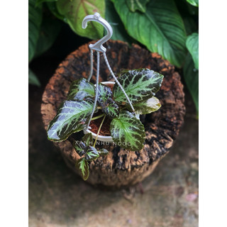 Chậu treo mini Gấm Ấm Kiếm - Epistica - Trang trí, làm tiểu cảnh, terrarium, bán cạn - |Vườn Như Ngọc| - Đã bật hoả tốc