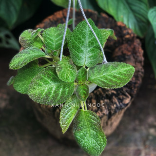 Chậu treo mini Gấm Ấm Kiếm - Epistica - Trang trí, làm tiểu cảnh, terrarium, bán cạn - |Vườn Như Ngọc| - Đã bật hoả tốc