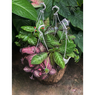 Chậu treo mini Gấm Ấm Kiếm - Epistica - Trang trí, làm tiểu cảnh, terrarium, bán cạn - |Vườn Như Ngọc| - Đã bật hoả tốc