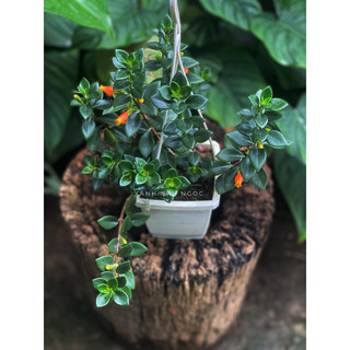 Chậu treo Cá Vàng - Đỏ (Goldfish Plant) - Không có hoa sẵn - Trang trí đẹp |Vườn Như Ngọc| Đã bật hoả tốc