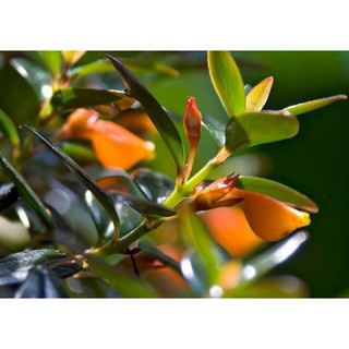 Chậu treo Cá Vàng - Đỏ (Goldfish Plant) - Không có hoa sẵn - Trang trí đẹp |Vườn Như Ngọc| Đã bật hoả tốc