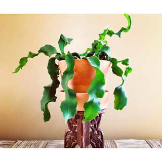 Epiphyllum Guatemalense  - Nhật Quỳnh lá xoắn (hoa trắng đẹp) - Không sẵn hoa - |Vườn Như Ngọc| - Đã thêm Hoả tốc