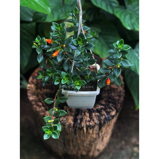 Chậu treo Cá Vàng - Đỏ (Goldfish Plant) - Không có hoa sẵn - Trang trí đẹp |Vườn Như Ngọc| Đã bật hoả tốc