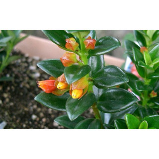 Chậu treo Cá Vàng - Đỏ (Goldfish Plant) - Không có hoa sẵn - Trang trí đẹp |Vườn Như Ngọc| Đã bật hoả tốc