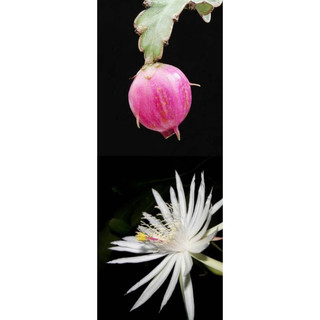 Epiphyllum Guatemalense  - Nhật Quỳnh lá xoắn (hoa trắng đẹp) - Không sẵn hoa - |Vườn Như Ngọc| - Đã thêm Hoả tốc