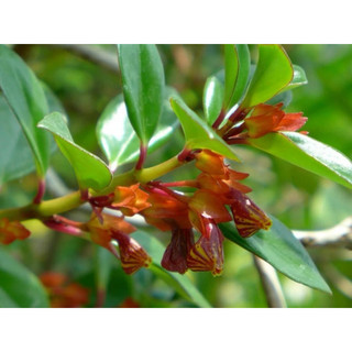 Chậu treo Cá Vàng - Đỏ (Goldfish Plant) - Không có hoa sẵn - Trang trí đẹp |Vườn Như Ngọc| Đã bật hoả tốc