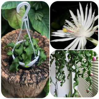 Epiphyllum Guatemalense  - Nhật Quỳnh lá xoắn (hoa trắng đẹp) - Không sẵn hoa - |Vườn Như Ngọc| - Đã thêm Hoả tốc