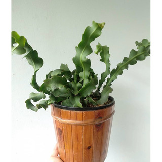 Epiphyllum Guatemalense  - Nhật Quỳnh lá xoắn (hoa trắng đẹp) - Không sẵn hoa - |Vườn Như Ngọc| - Đã thêm Hoả tốc