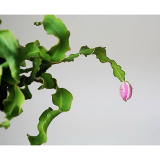 Epiphyllum Guatemalense  - Nhật Quỳnh lá xoắn (hoa trắng đẹp) - Không sẵn hoa - |Vườn Như Ngọc| - Đã thêm Hoả tốc