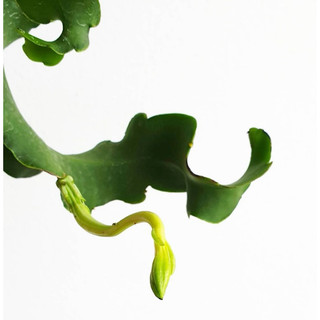 Epiphyllum Guatemalense  - Nhật Quỳnh lá xoắn (hoa trắng đẹp) - Không sẵn hoa - |Vườn Như Ngọc| - Đã thêm Hoả tốc